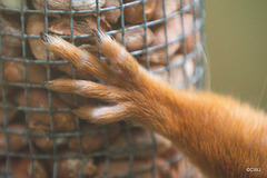 Red Squirrel - detail