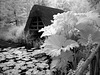 Boat house, gunnera, water-lily