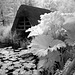 Boat house, gunnera, water-lily