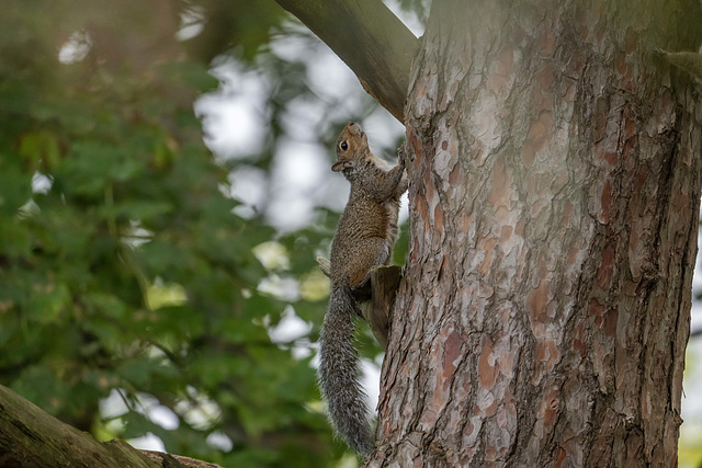 Squirrel