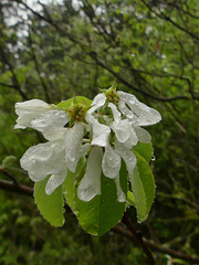 20250504 Forêt Blandas (112)