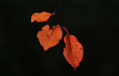 Herbstliche Wildpflaumenblätter