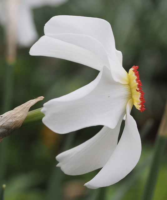 Narcissus Actaea