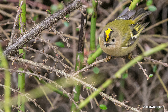 Goldcrest Goldcrest