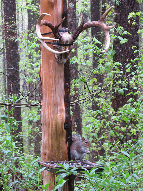 Gray squirrel eating sunflower seeds