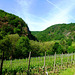 DE - Walporzheim - Vineyards