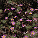Linanthus montanus, Sequoia National Park USA L1020199