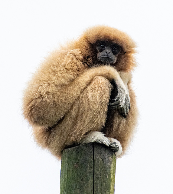 Gibbon