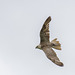 Chester cathedral falconry25