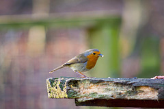 Robin (40)
