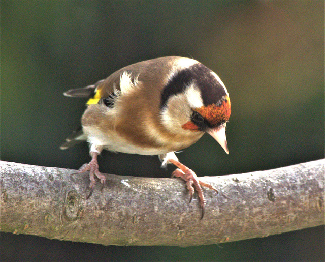 Gold Finch