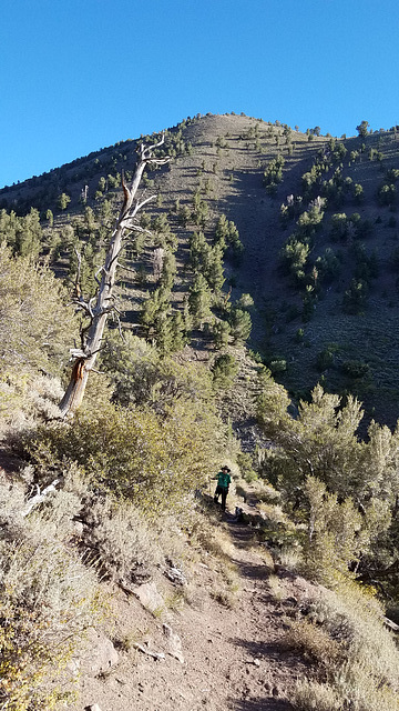 Down the switchbacks on the Columbine Trail