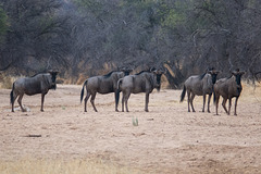 Namibia-0682