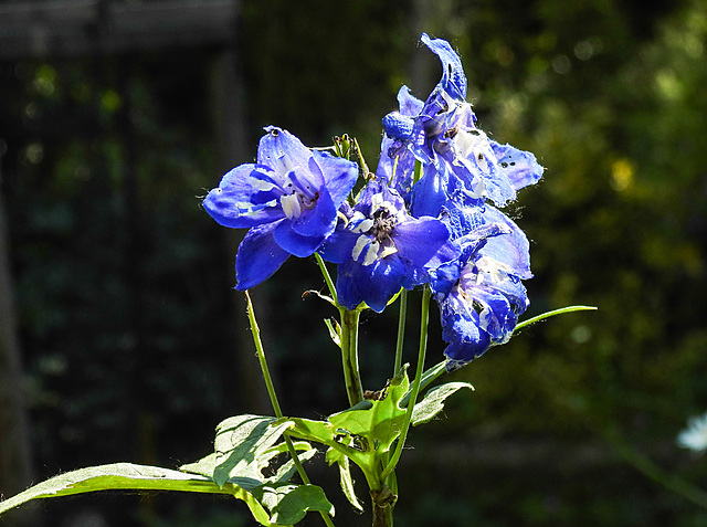 20230605 0608CPw [D~LIP] Rittersporn (Delphinium grandiflorum), Bad Salzuflen