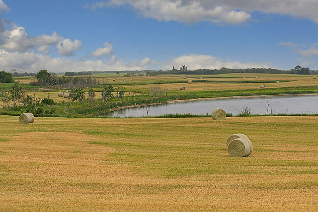 bales by a slough