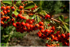 Les petites boules rouges !