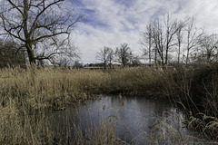 Moorgebiet zwischen Oberglatt und Rümlang (© Buelipix)