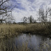 Moorgebiet zwischen Oberglatt und Rümlang (© Buelipix)