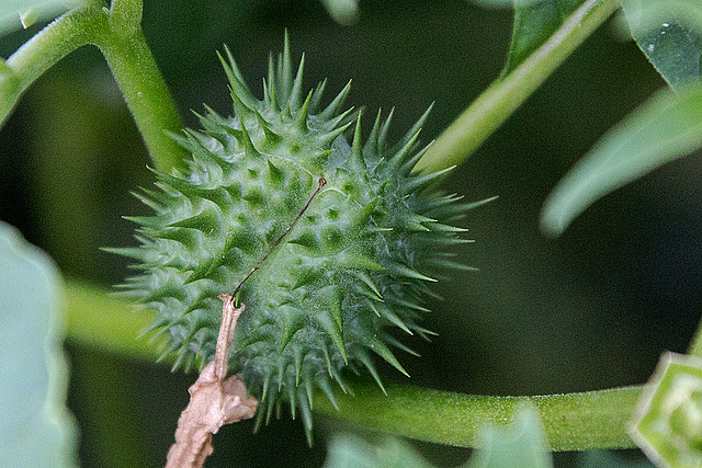 20150809 8462VRAw [D~RI] Stechapfel, Rinteln