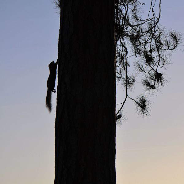 Squirel in the washlands