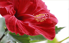 Hibiscus