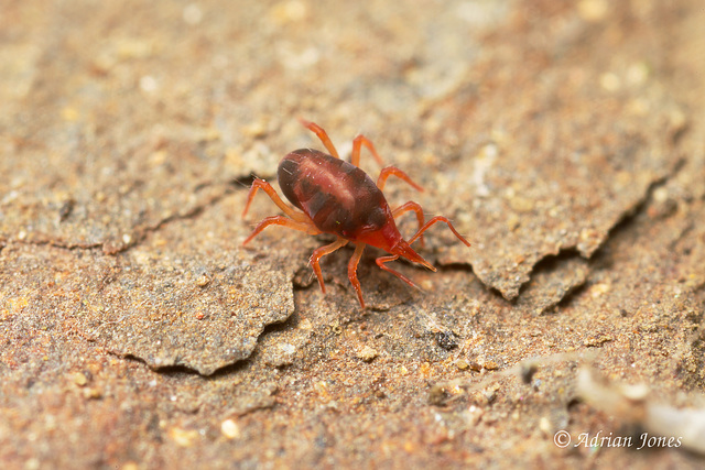 Neomolgus littoralis? (Bdellidae)