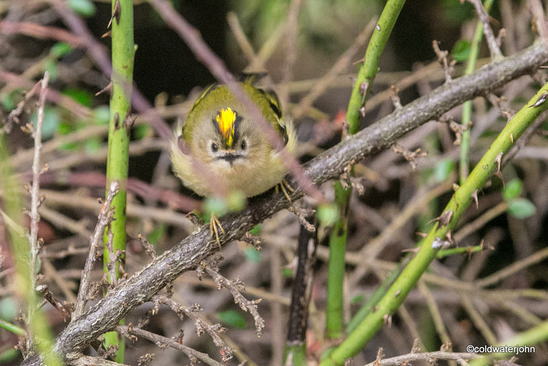Goldcrest