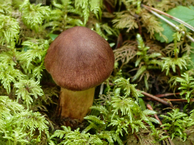 Just a little brown mushroom