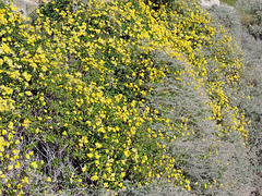 Küstenwanderweg Roses/Costa Brava