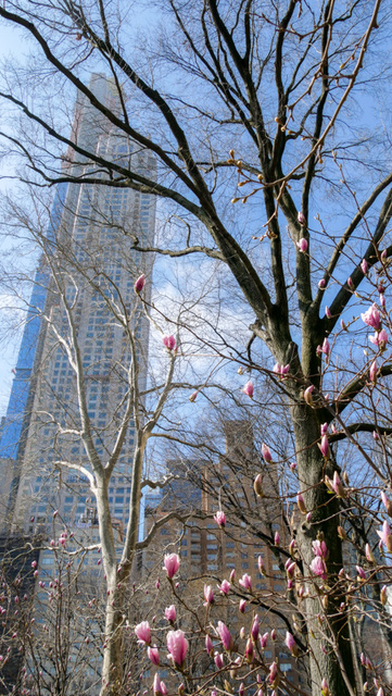 le printemps à New York