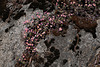 Linanthus montanus, Sequoia National Park USA L1020219