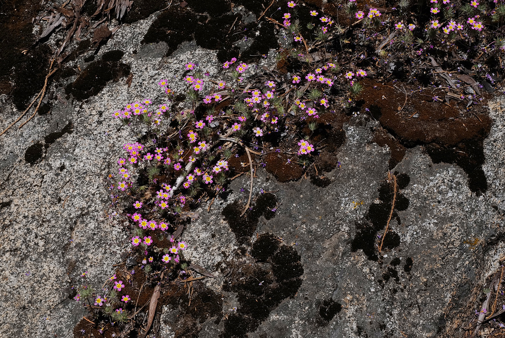 Linanthus montanus, Sequoia National Park USA L1020219