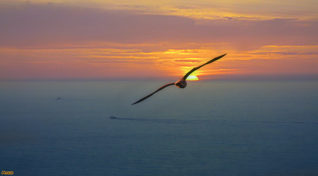 mouette