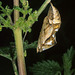 Vanessa itea (Nymphalidae) chrysalis