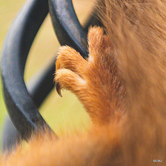 Red Squirrel - detail