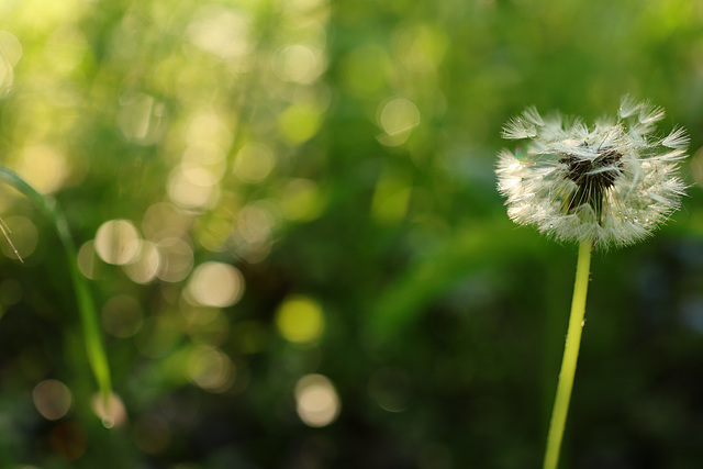 Blendenreihe f/2.0