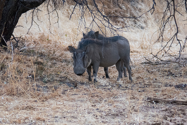 Namibia-0687