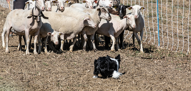 concours de chiens de Bergers à Vaunaveys la Rochette (26)