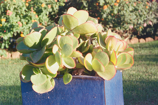 Garden Plant Carvoeiro