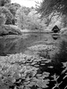 Water-lily, boat-house