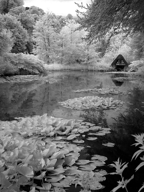 Water-lily, boat-house