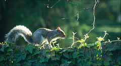 On my fence