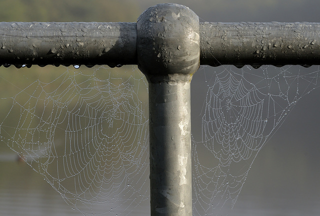 HFF~ Webbed fence