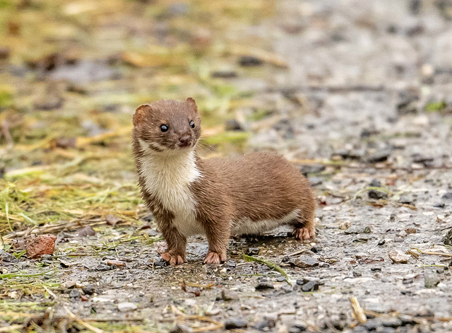 Weasel