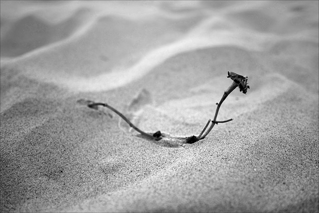 Sunday Challenge 208 : Storytelling - Part 1: The subject.