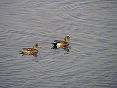 American Widgeon