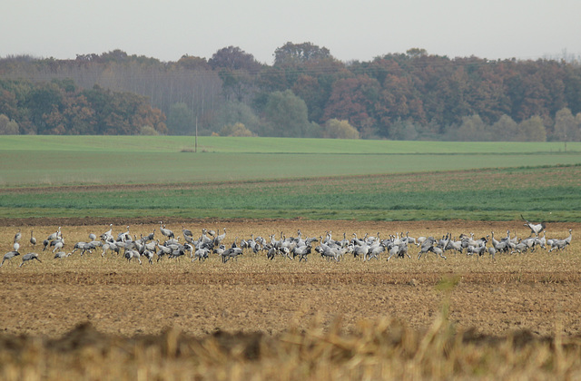 groupe de grues cendrées