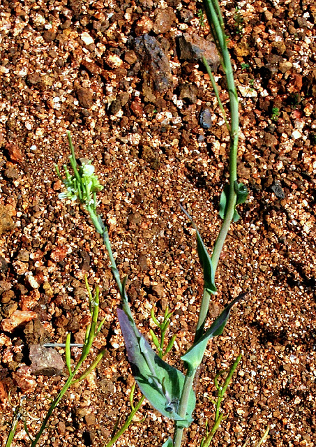 Turrita glabra (2)