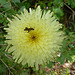 Small beetle on flower