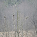 Great Blue Herons